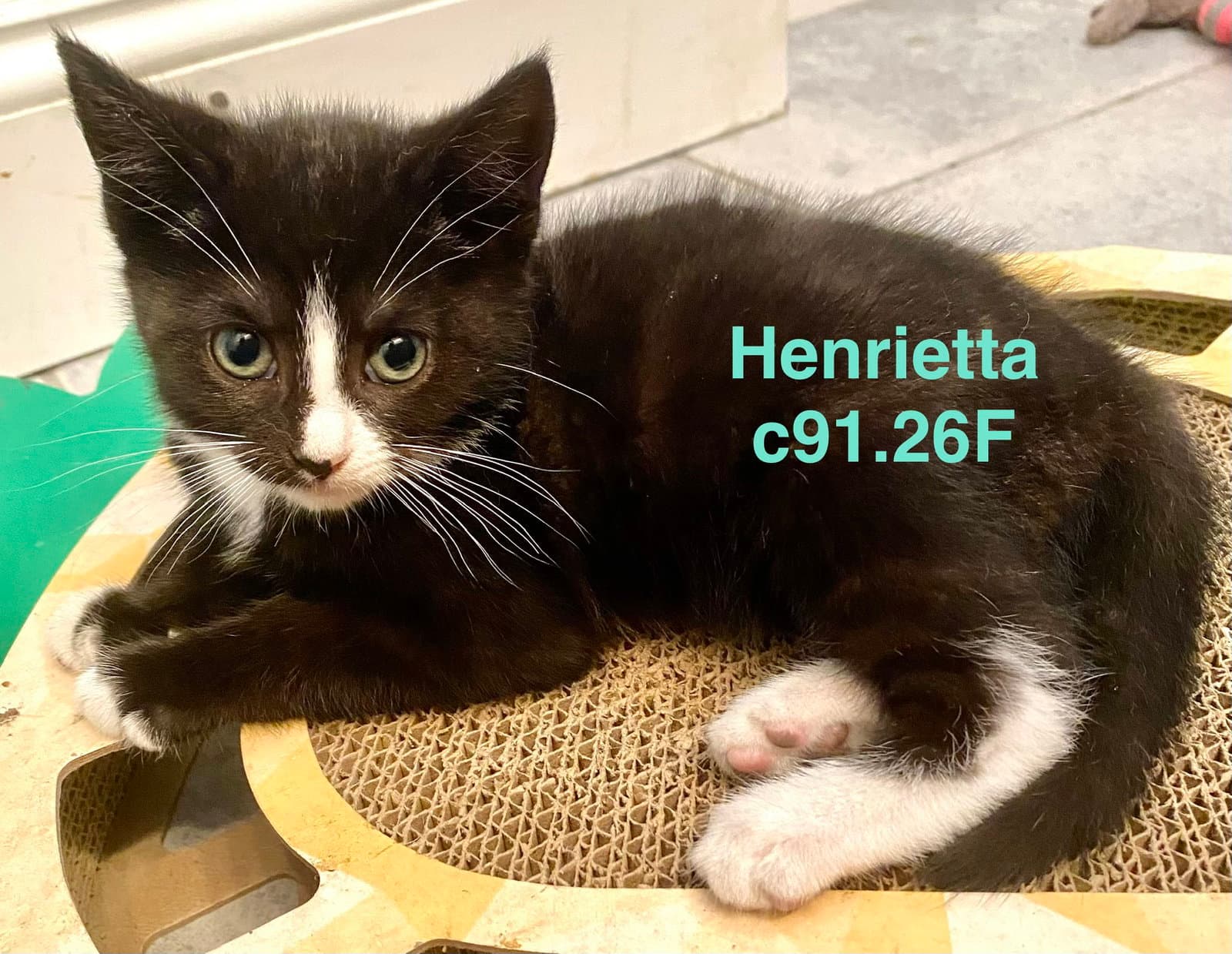 Foster Henrietta - Domestic Short Hair