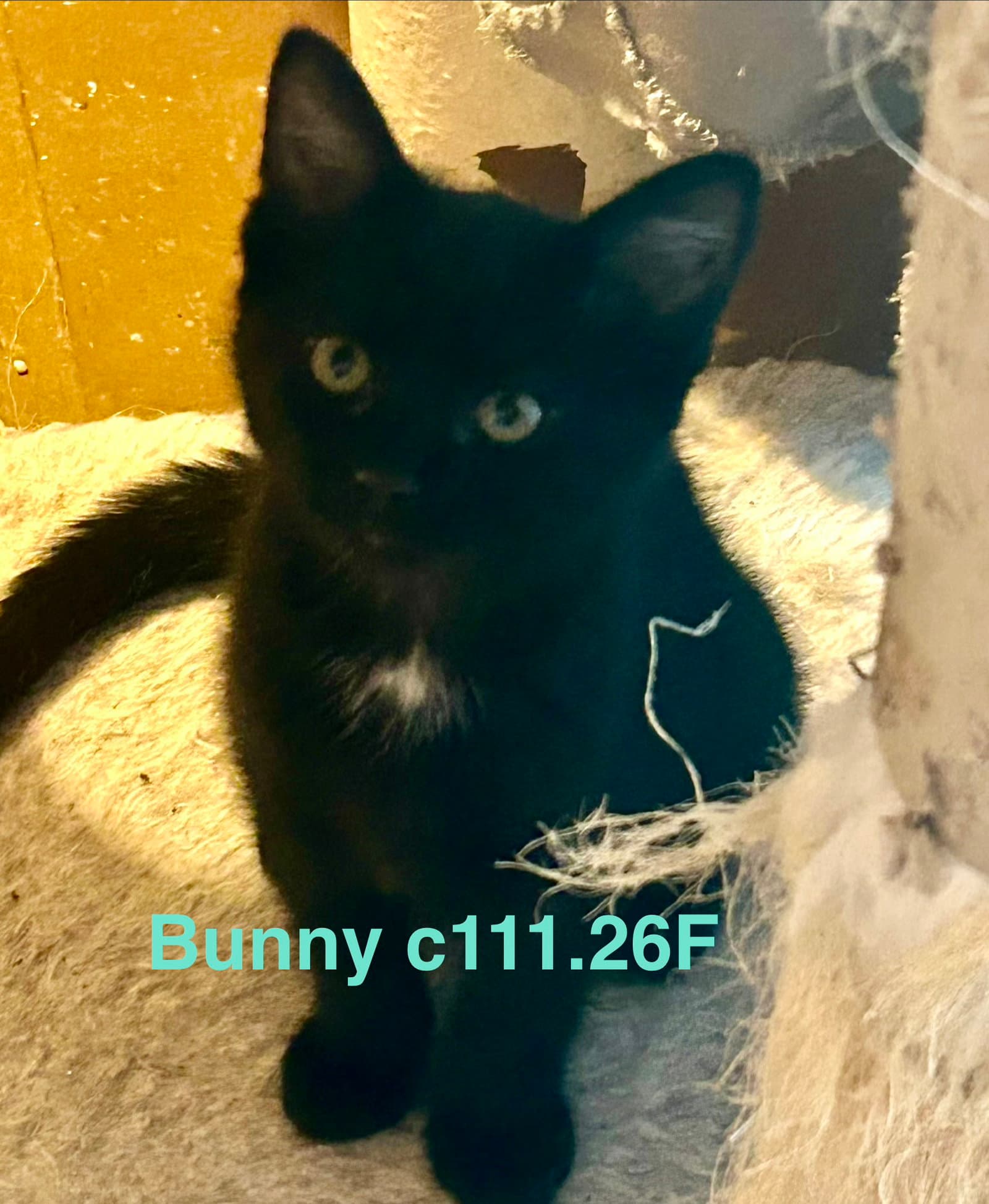 Foster Bunny - Domestic Short Hair