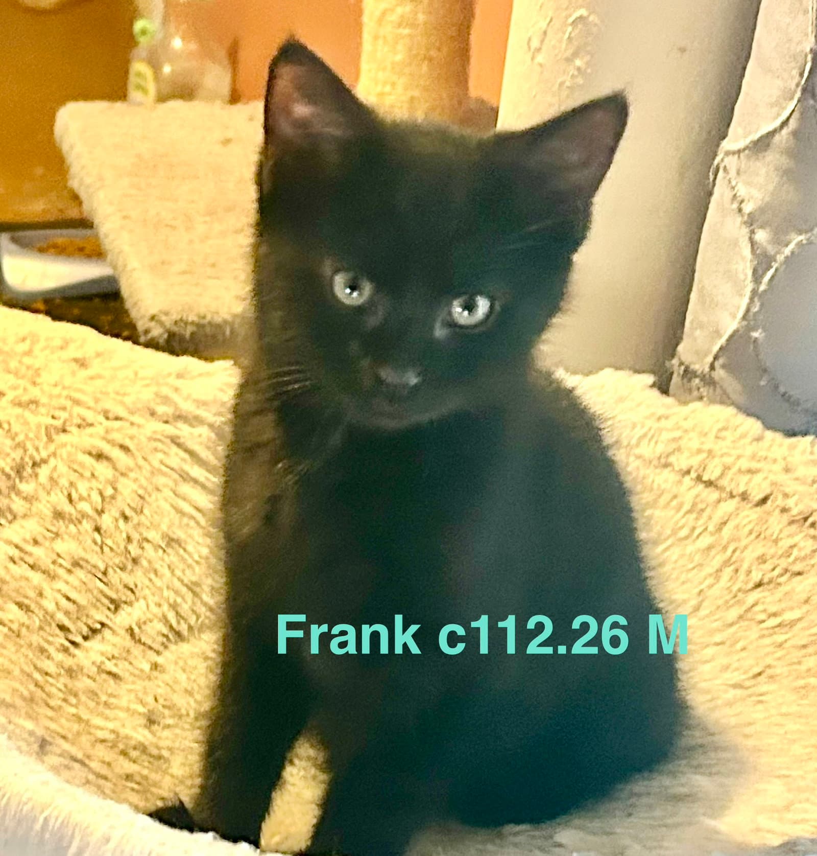 Foster Frank - Domestic Short Hair
