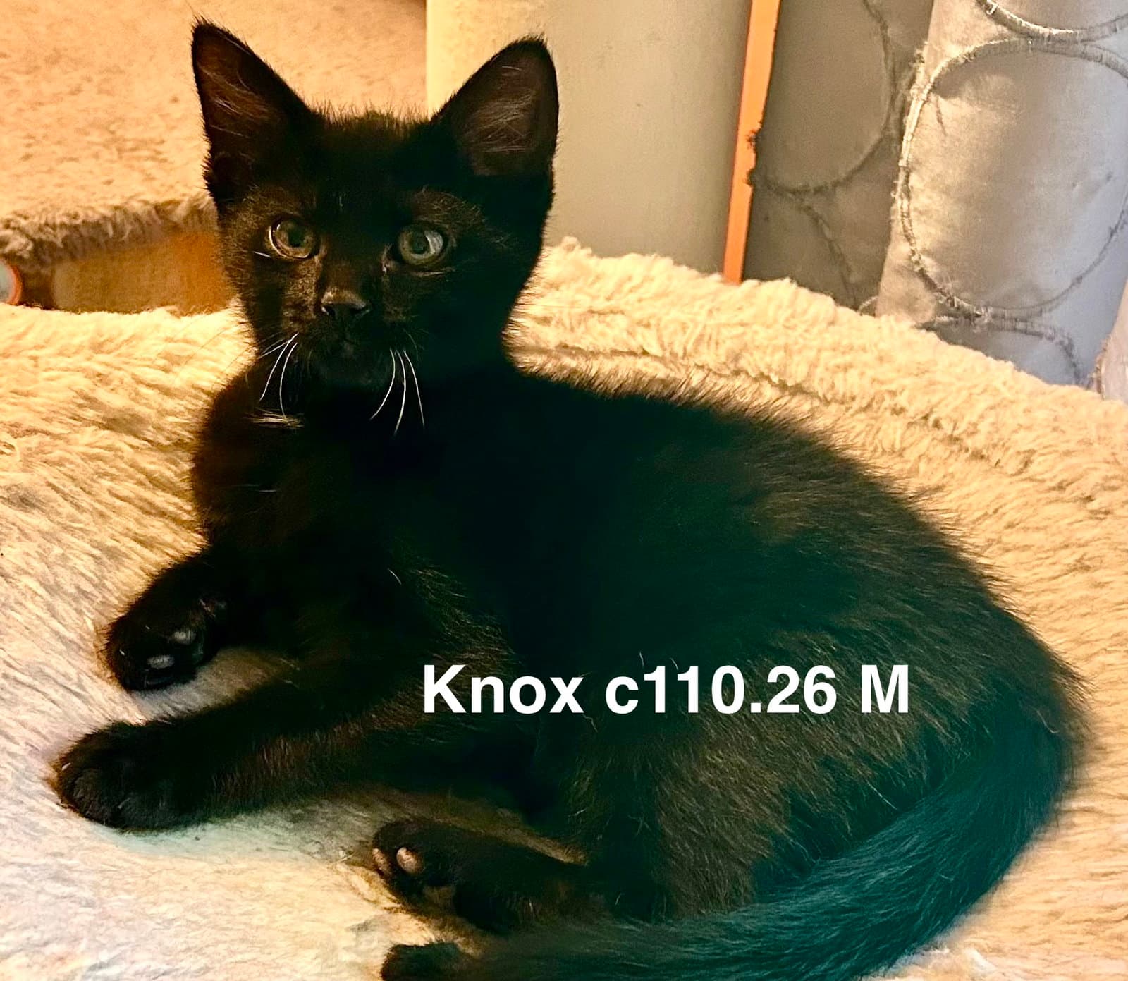 Foster Knox - Domestic Short Hair