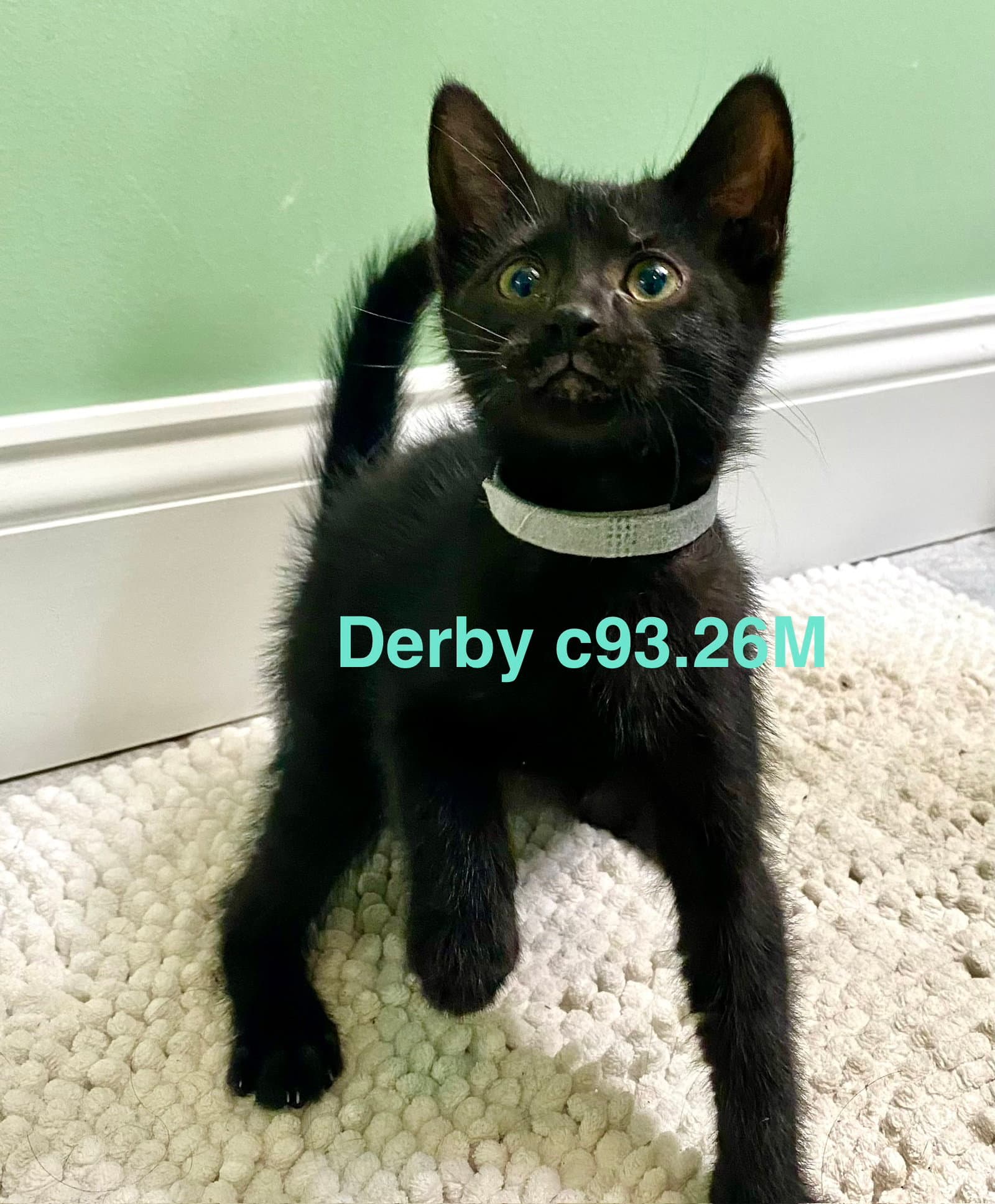 Foster Derby - Domestic Short Hair