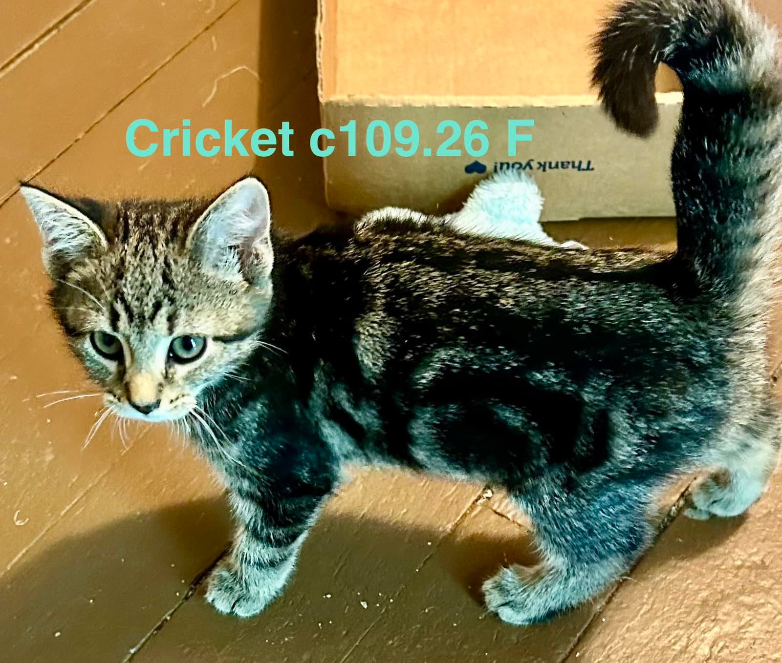 Foster Cricket - Domestic Short Hair