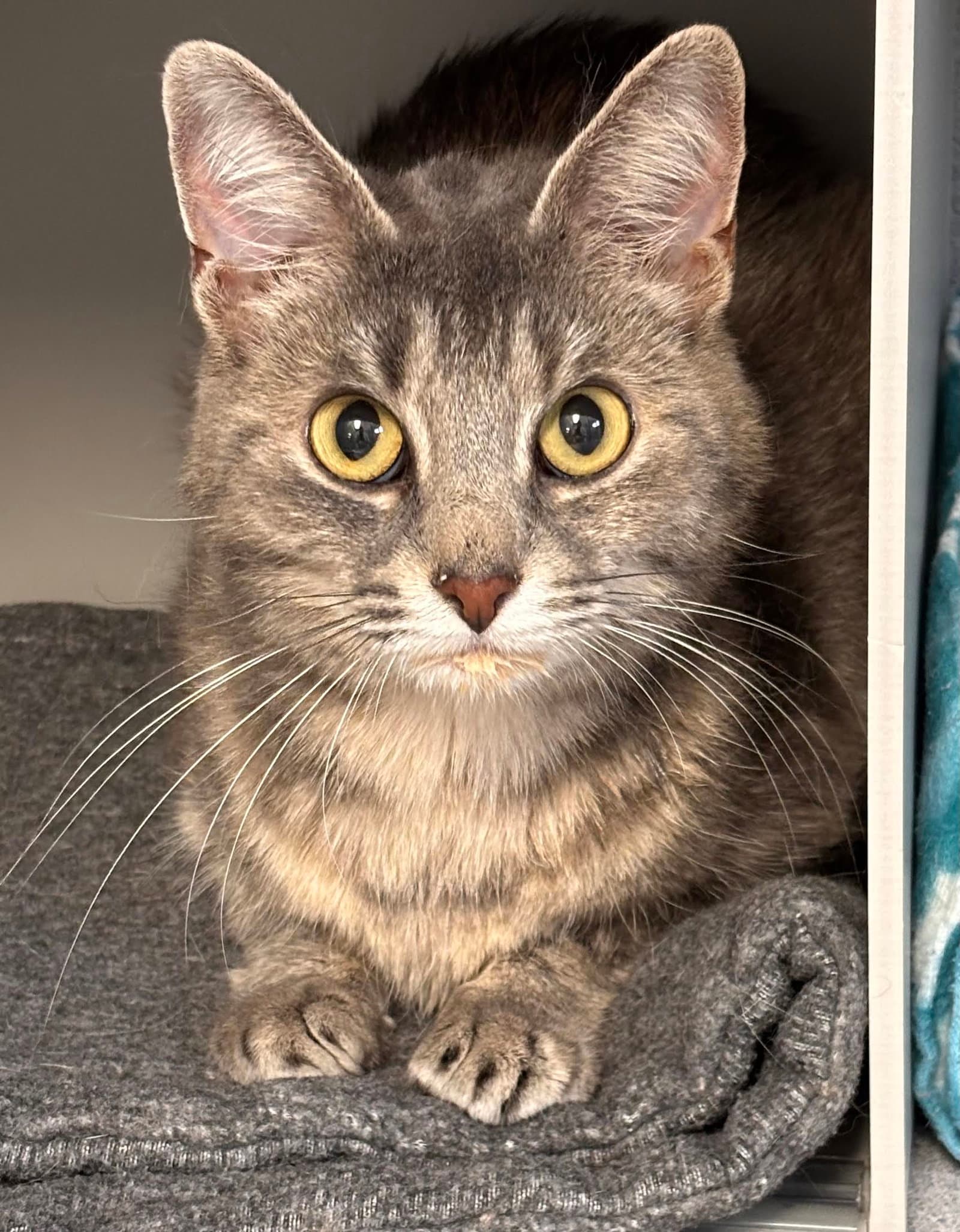 Baby Girl - Domestic Short Hair