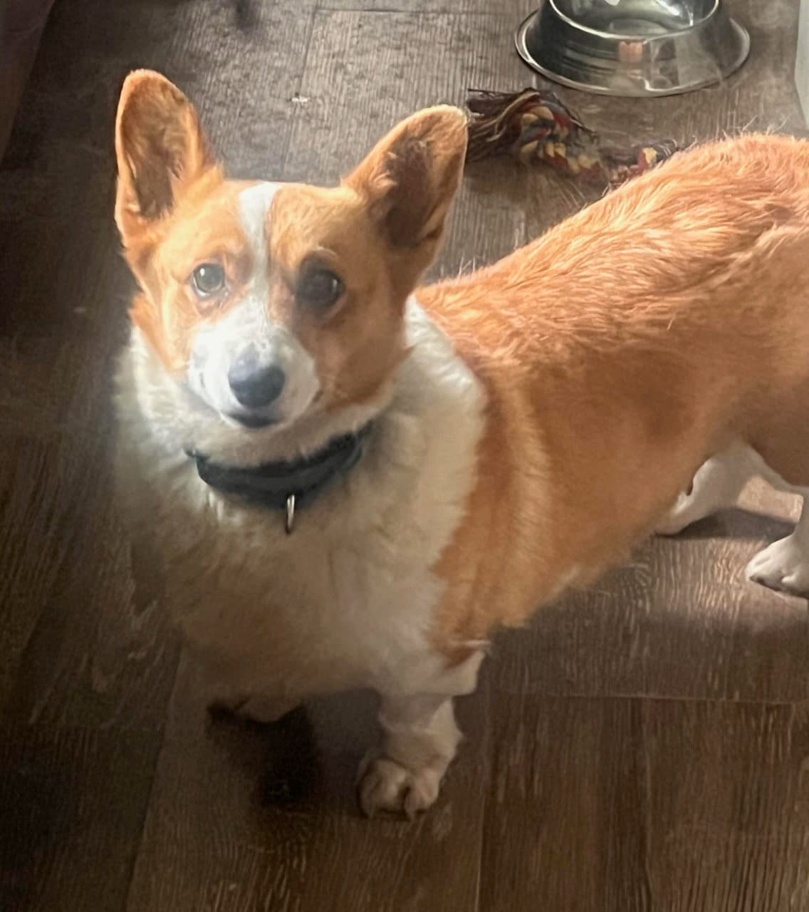 Rescue Betsy - Welsh Corgi