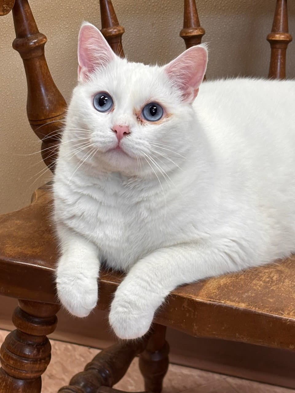 Barry And Betty White - Domestic Short Hair