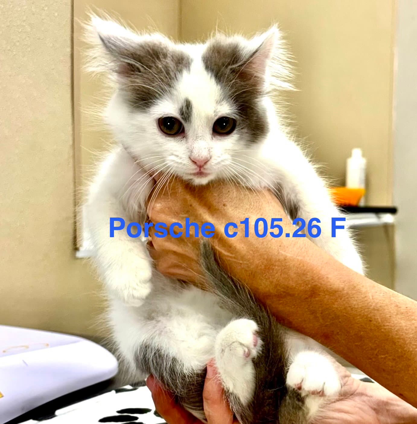 Foster Porsche - Domestic Long Hair