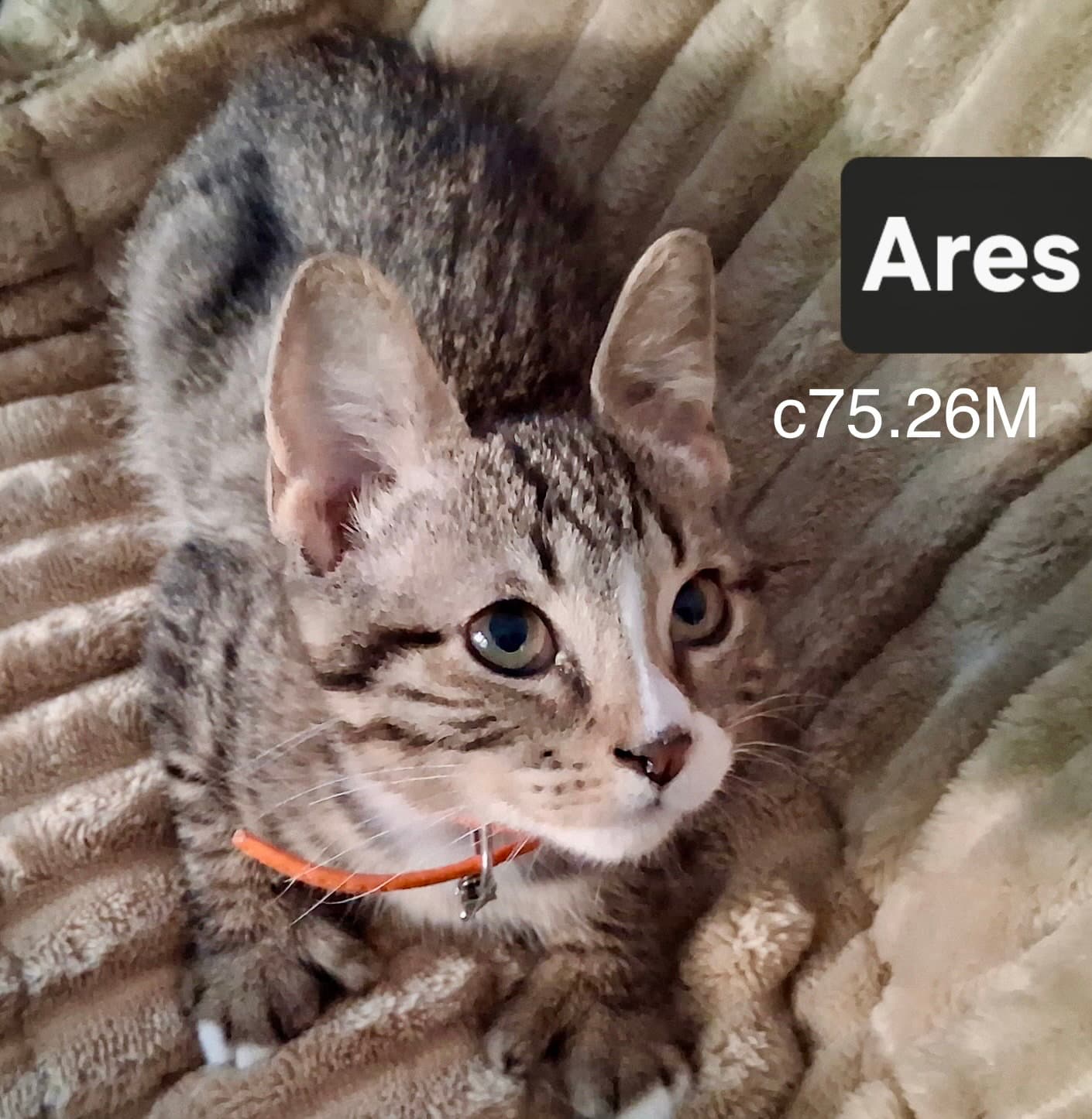 Foster Ares - Domestic Short Hair