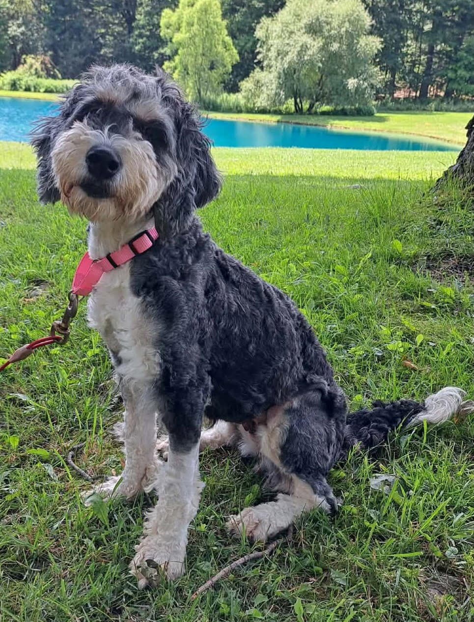 Rescue Viola - Bernese Mountain Dog