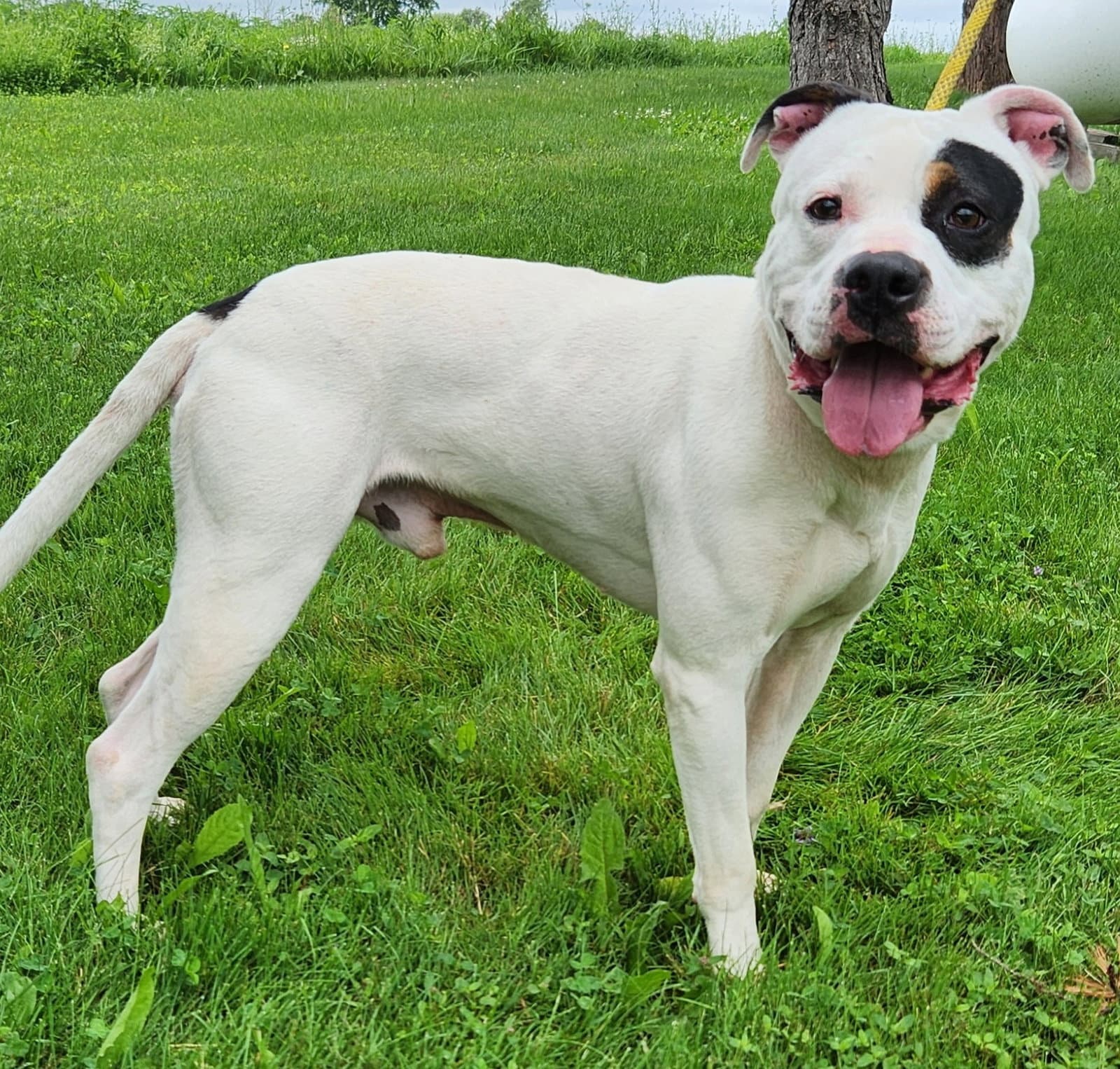 Dino - American Pit Bull Terrier