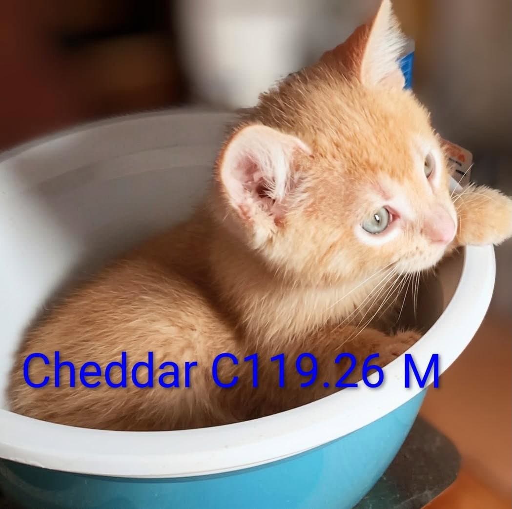 Foster Cheddar - Domestic Short Hair