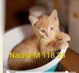 Foster Nacho image 1