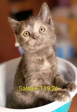 Foster Salsa image 1