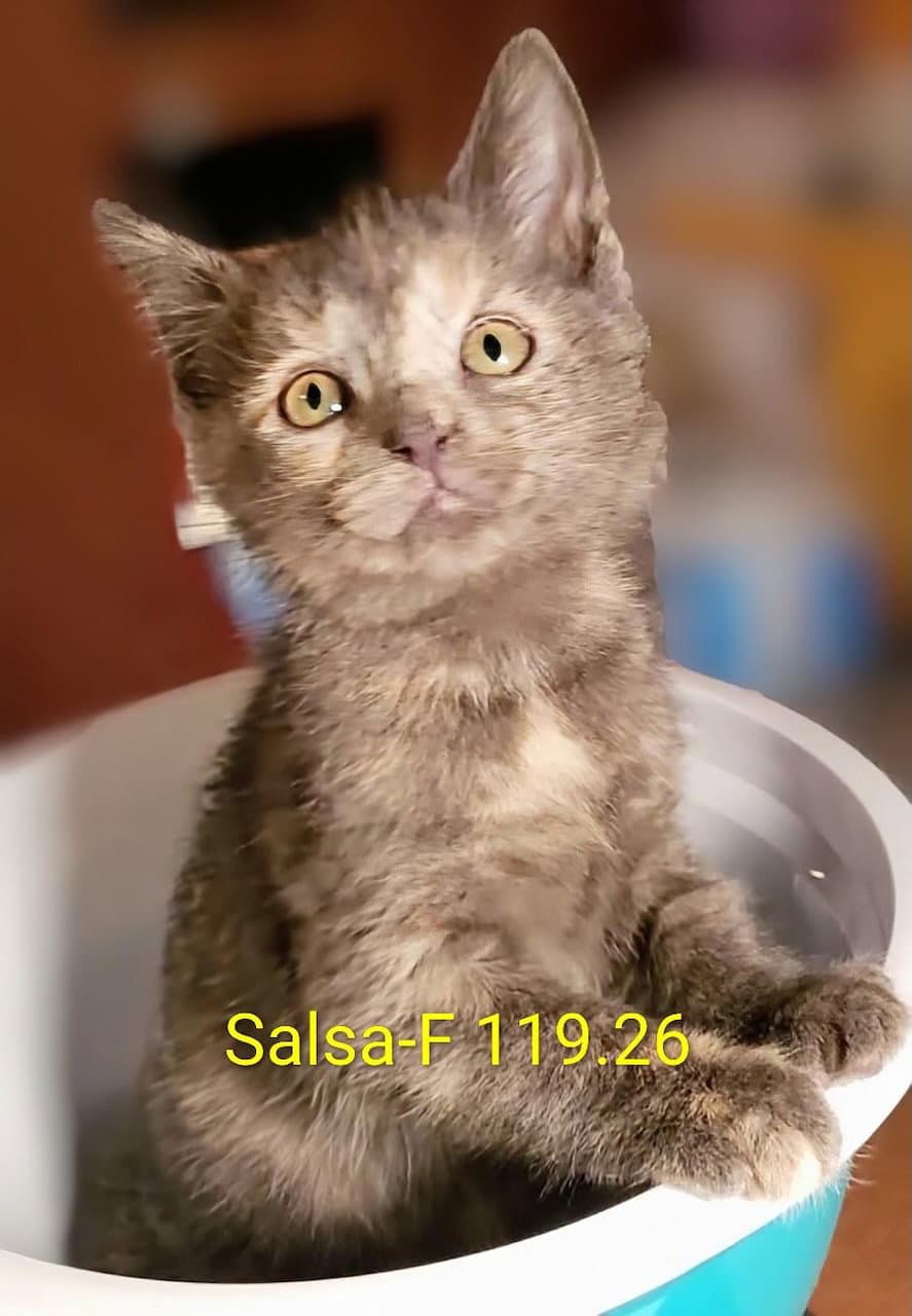 Foster Salsa - Domestic Short Hair