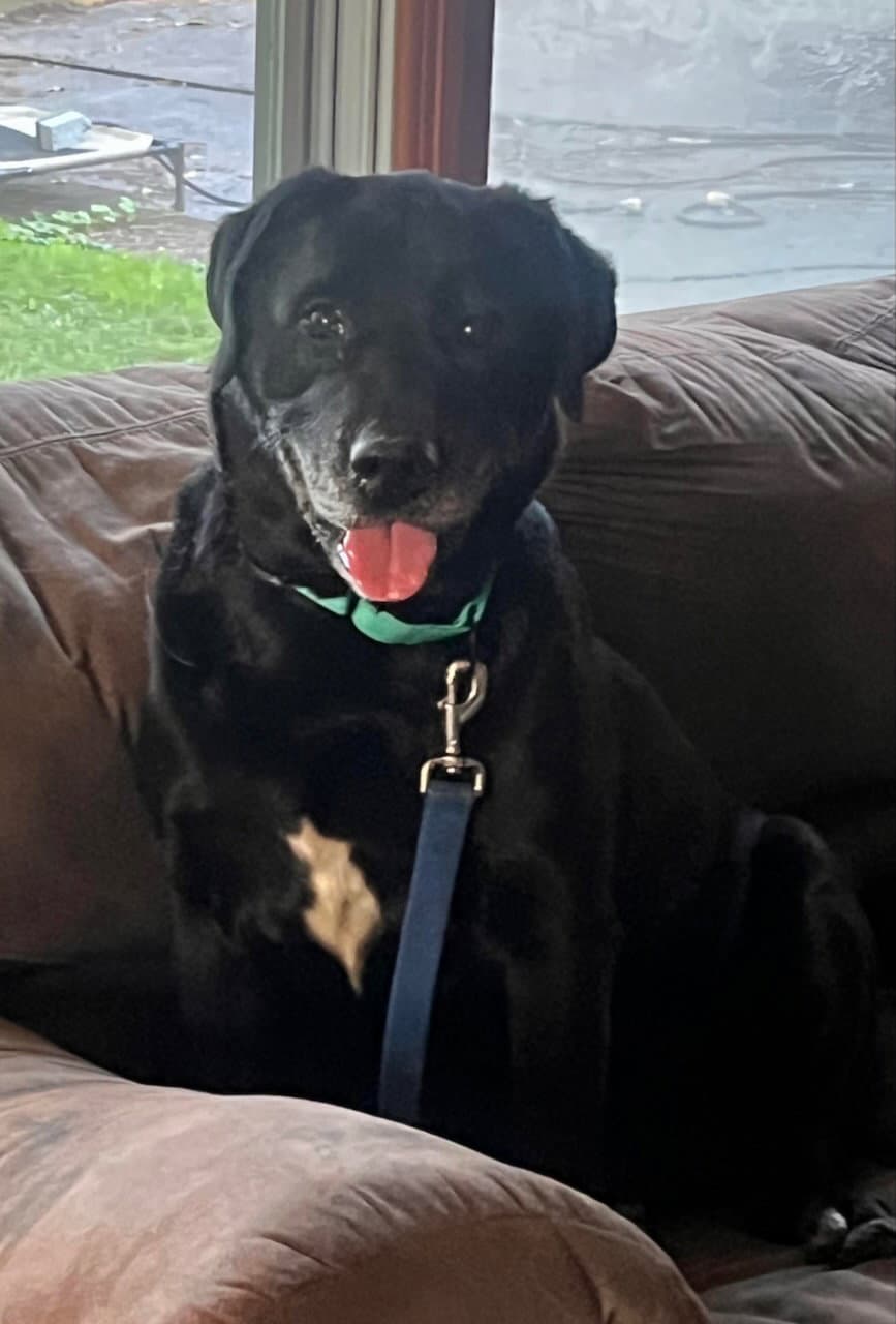 Rescue Raven - Labrador Retriever