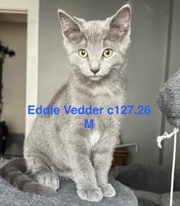Foster Eddie Vedder image 1