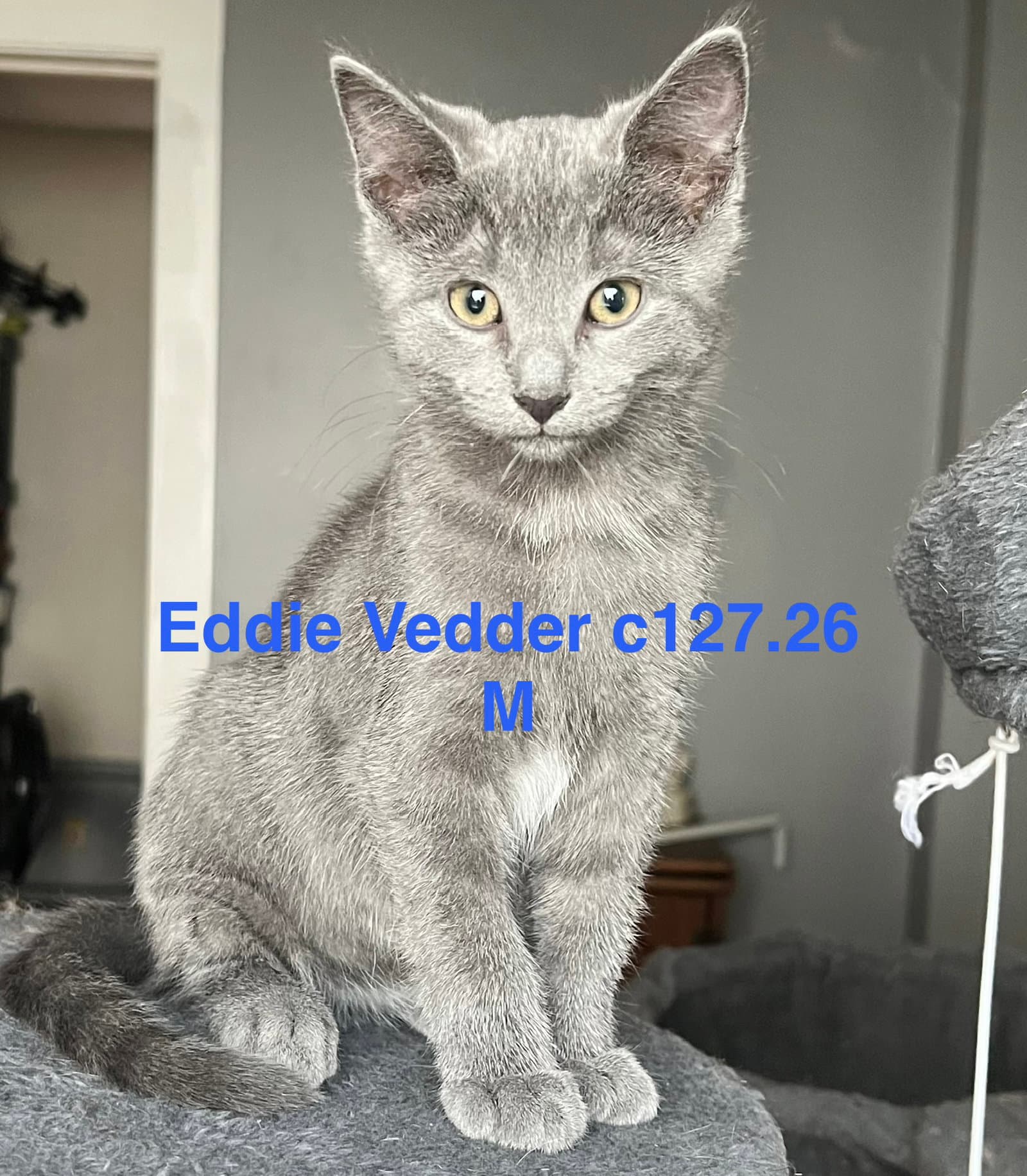 Foster Eddie Vedder - Domestic Short Hair