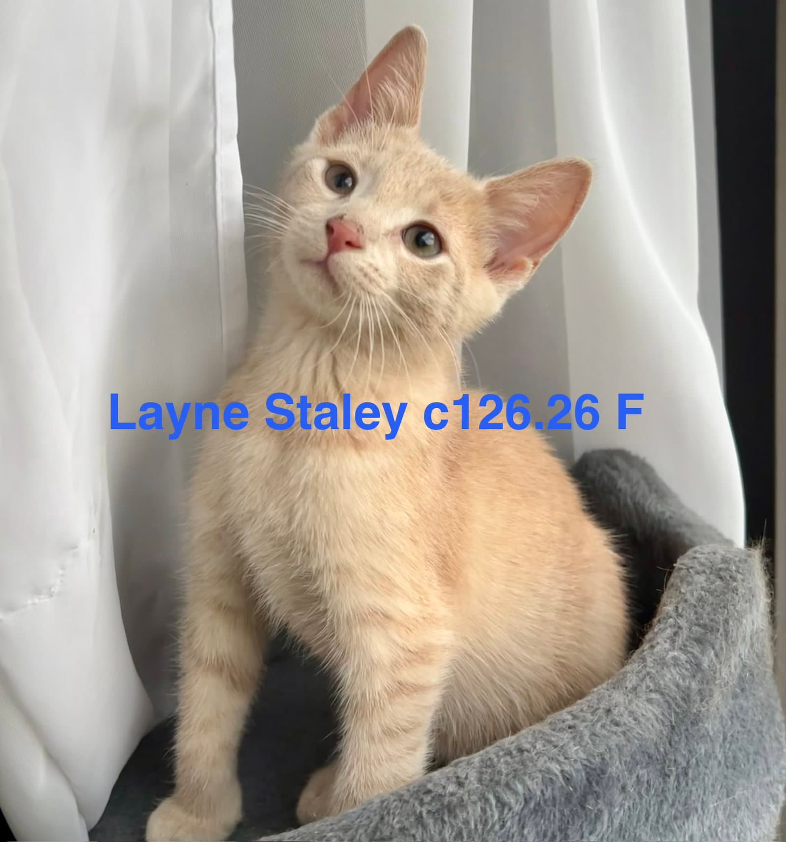 Foster Layne Staley - Domestic Short Hair