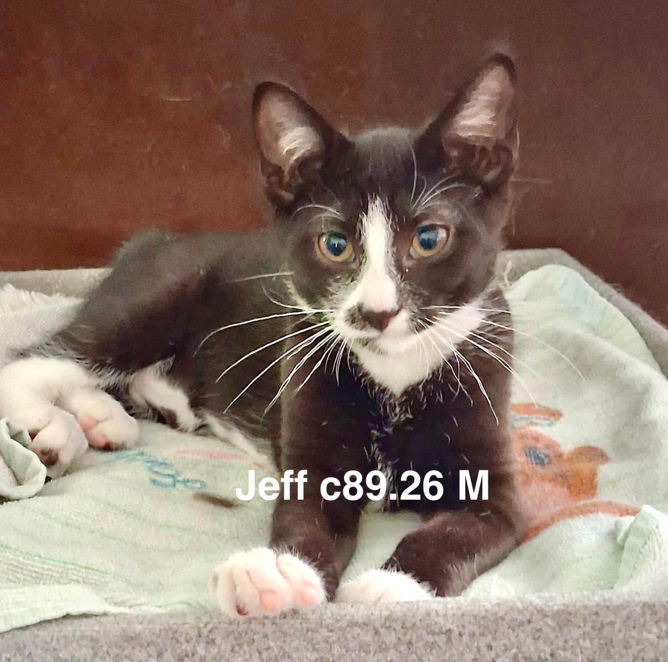 Foster Jeff - Domestic Short Hair