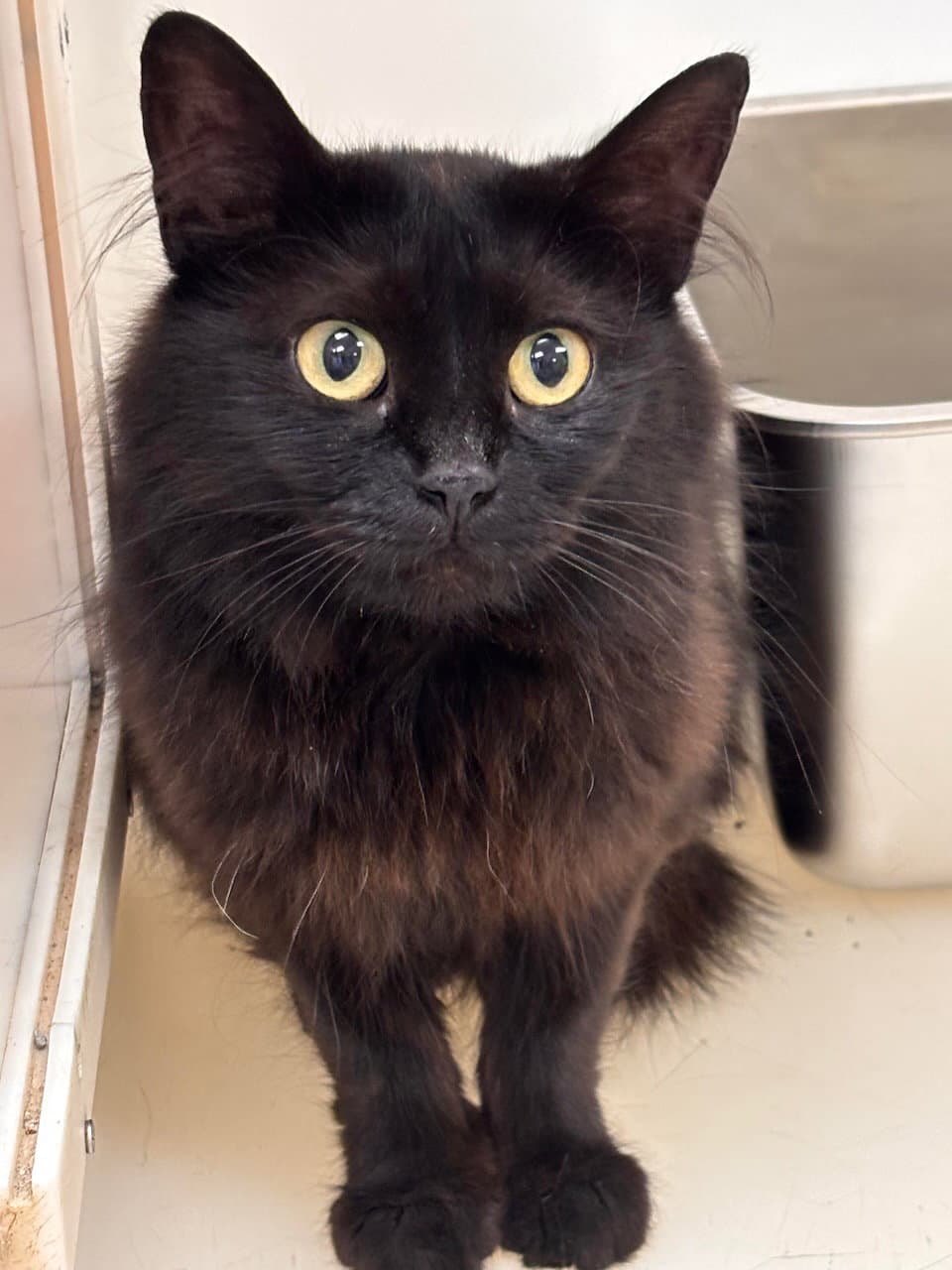 Foster Tabitha