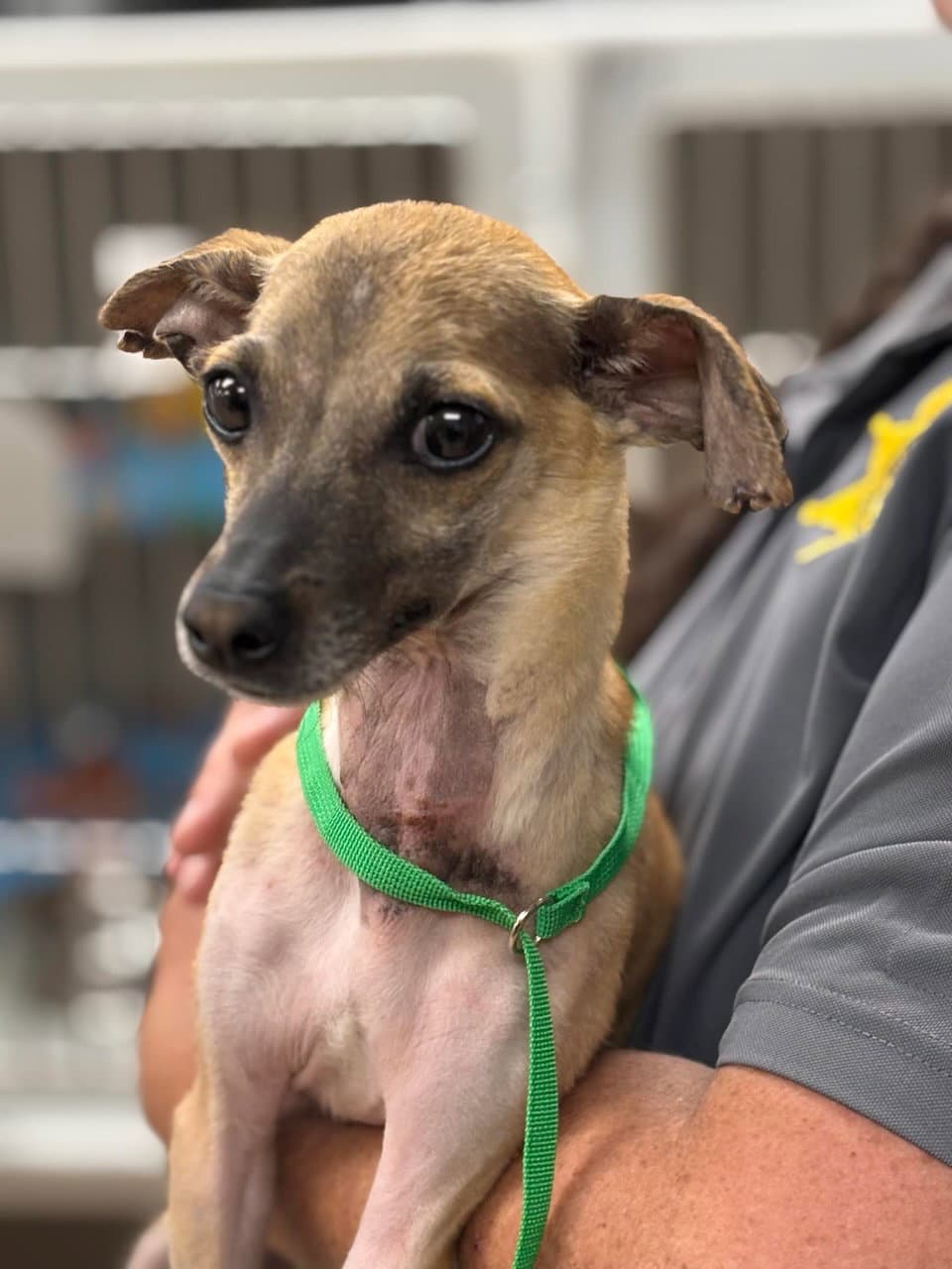 Dobby - Chihuahua