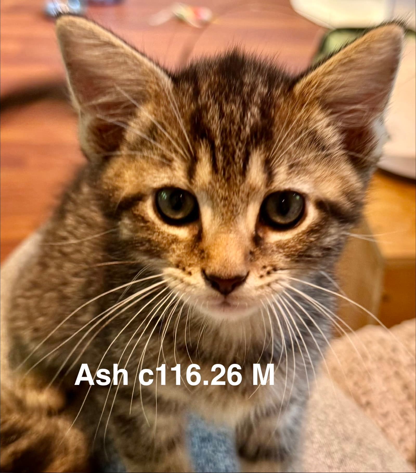 Foster Ash - Domestic Short Hair
