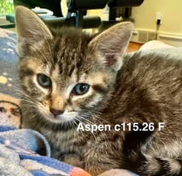 Foster Aspen image 1