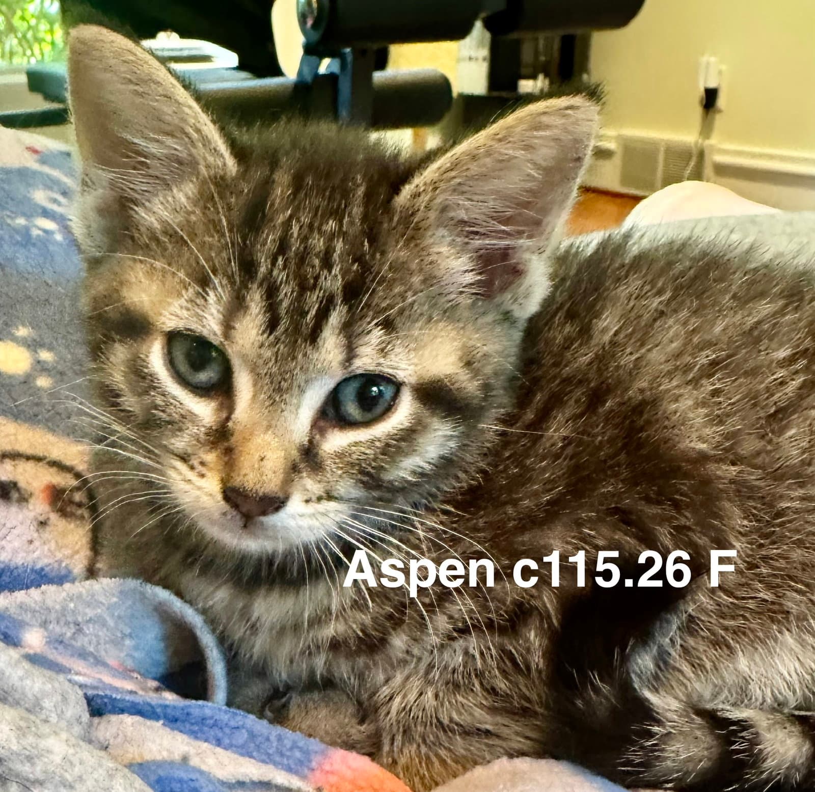 Foster Aspen - Domestic Short Hair