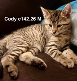 Foster Cody image 1