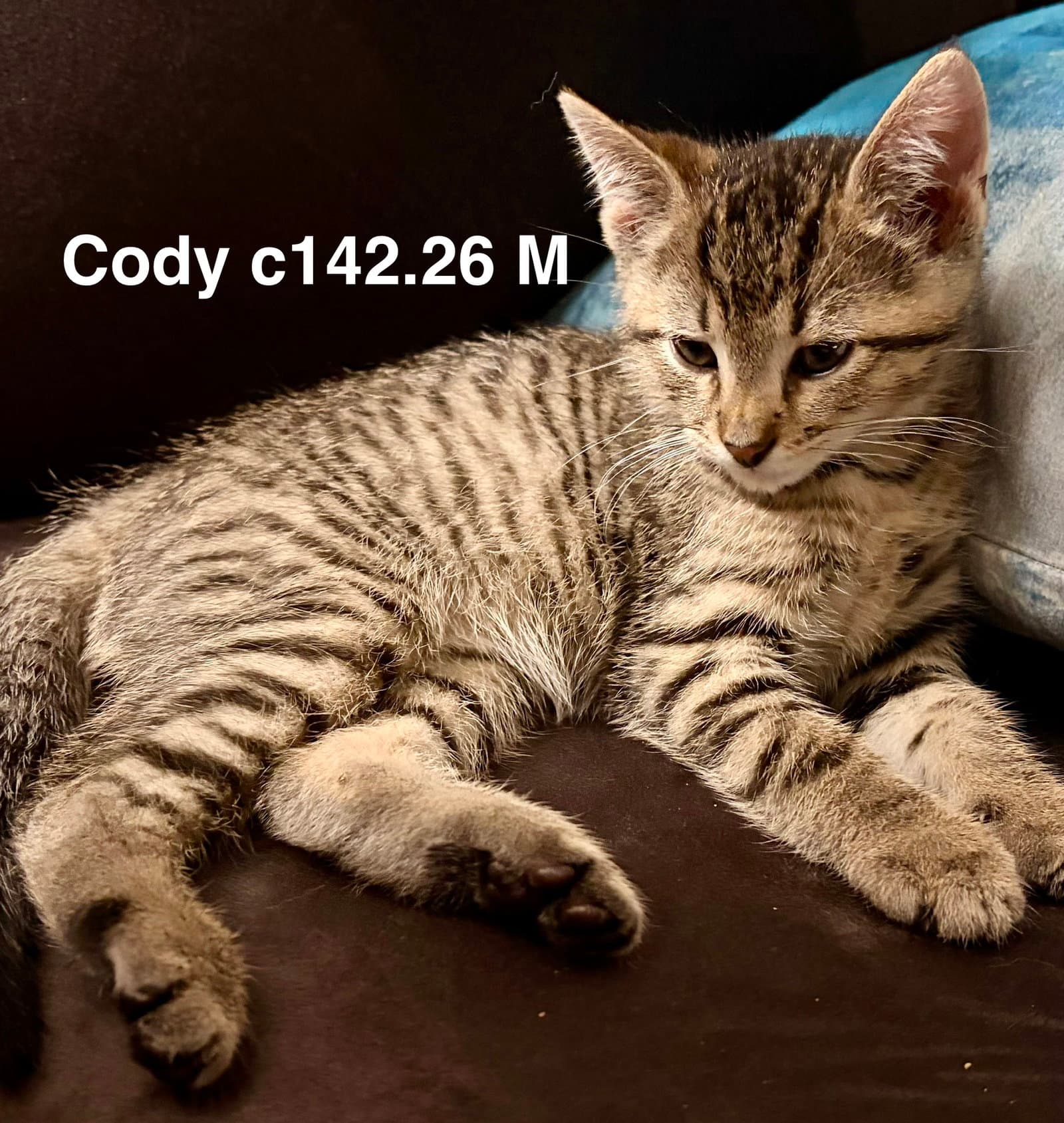 Foster Cody - Domestic Short Hair