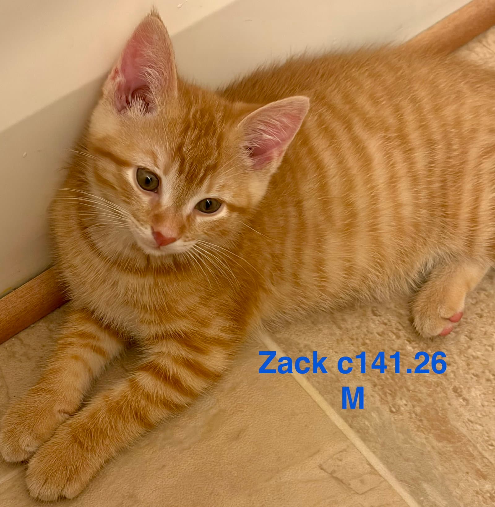 Foster Zack - Domestic Short Hair