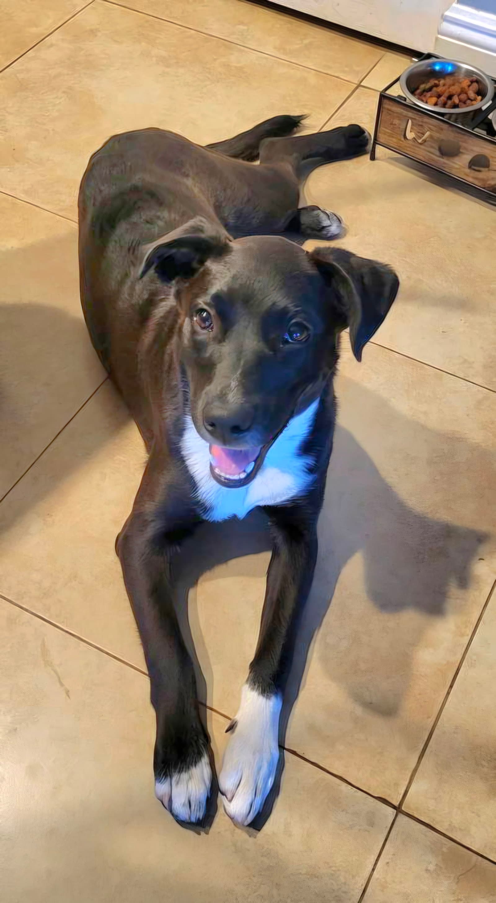 Piper - Labrador Retriever