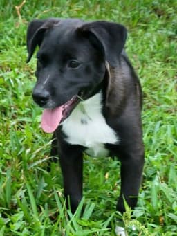 Piper image 4