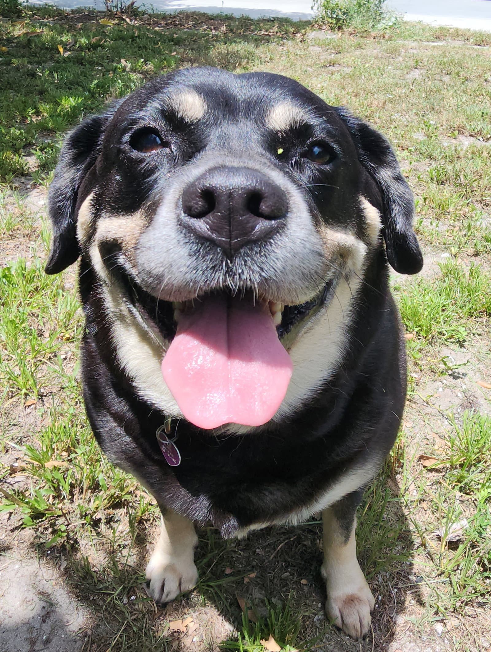 Georgia Ii - Labrador Retriever