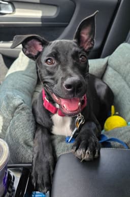 Elphie image 3