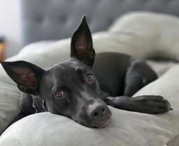 Elphie image 2
