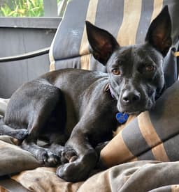 Elphie image 1