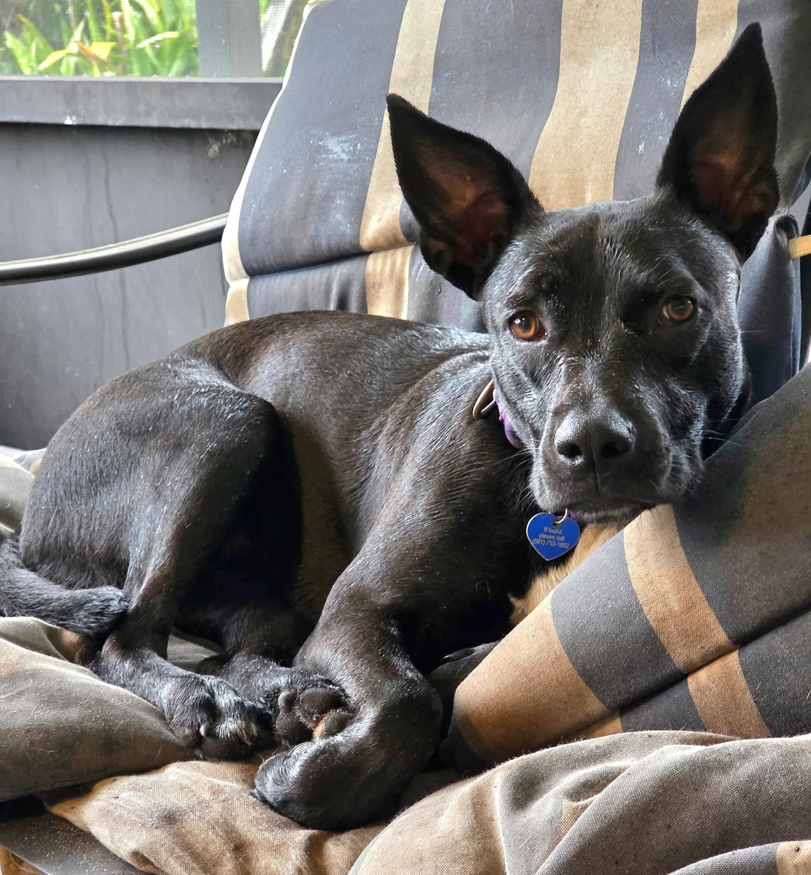 Elphie - American Staffordshire Terrier