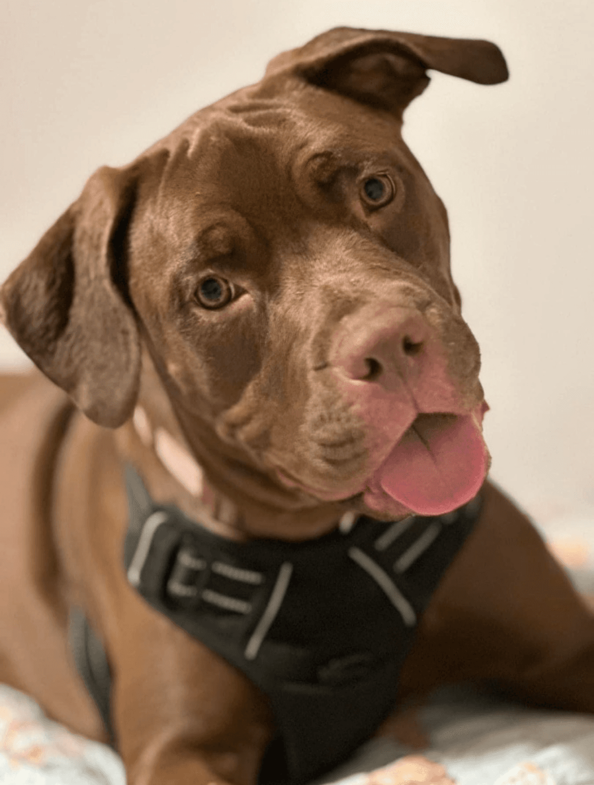 Honey Bee - American Pit Bull Terrier
