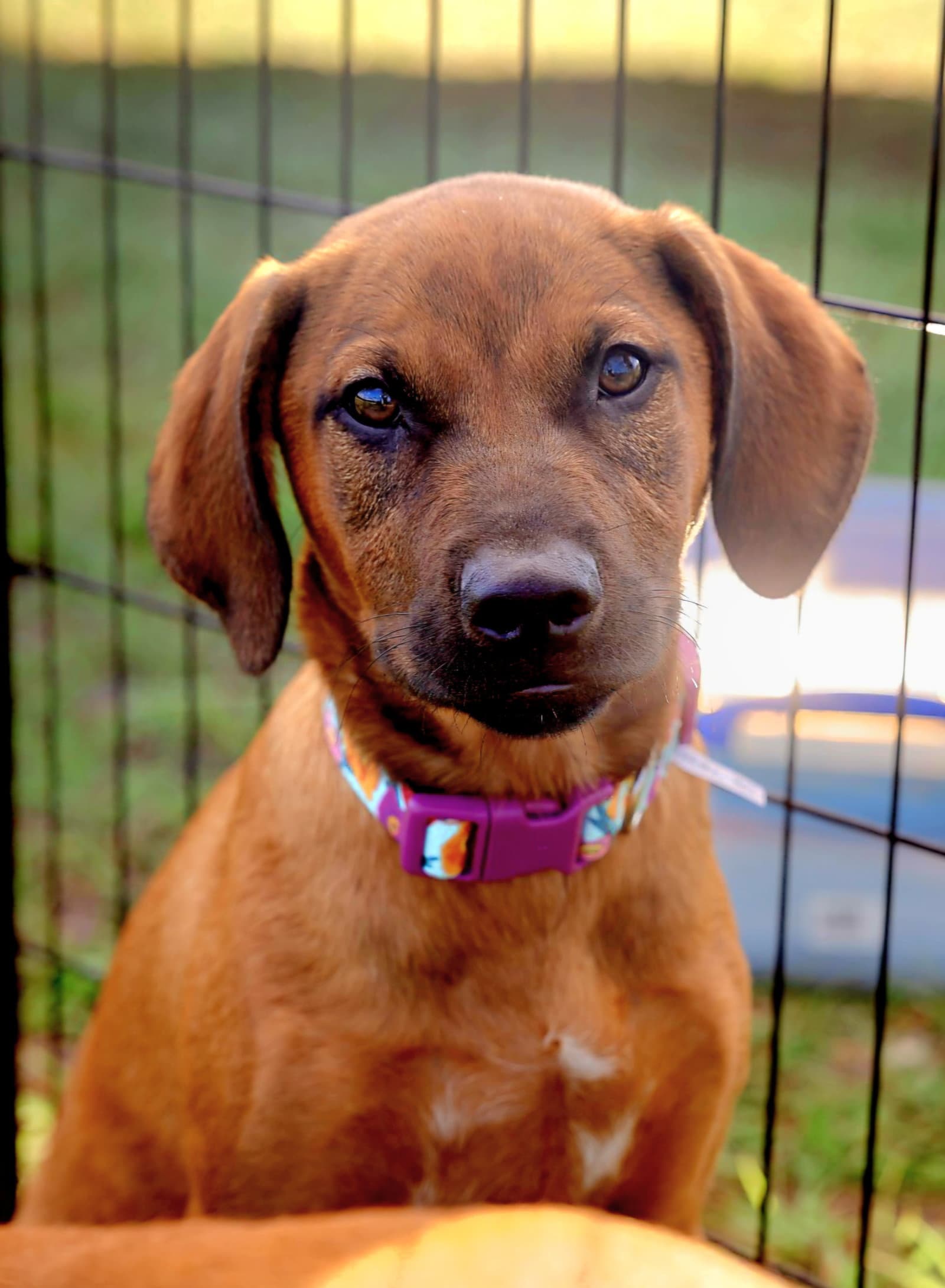 Aria - Labrador Retriever