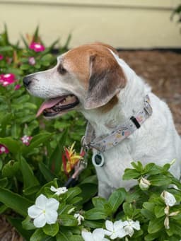 Hattie image 3