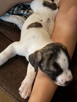 Bruiser image 1