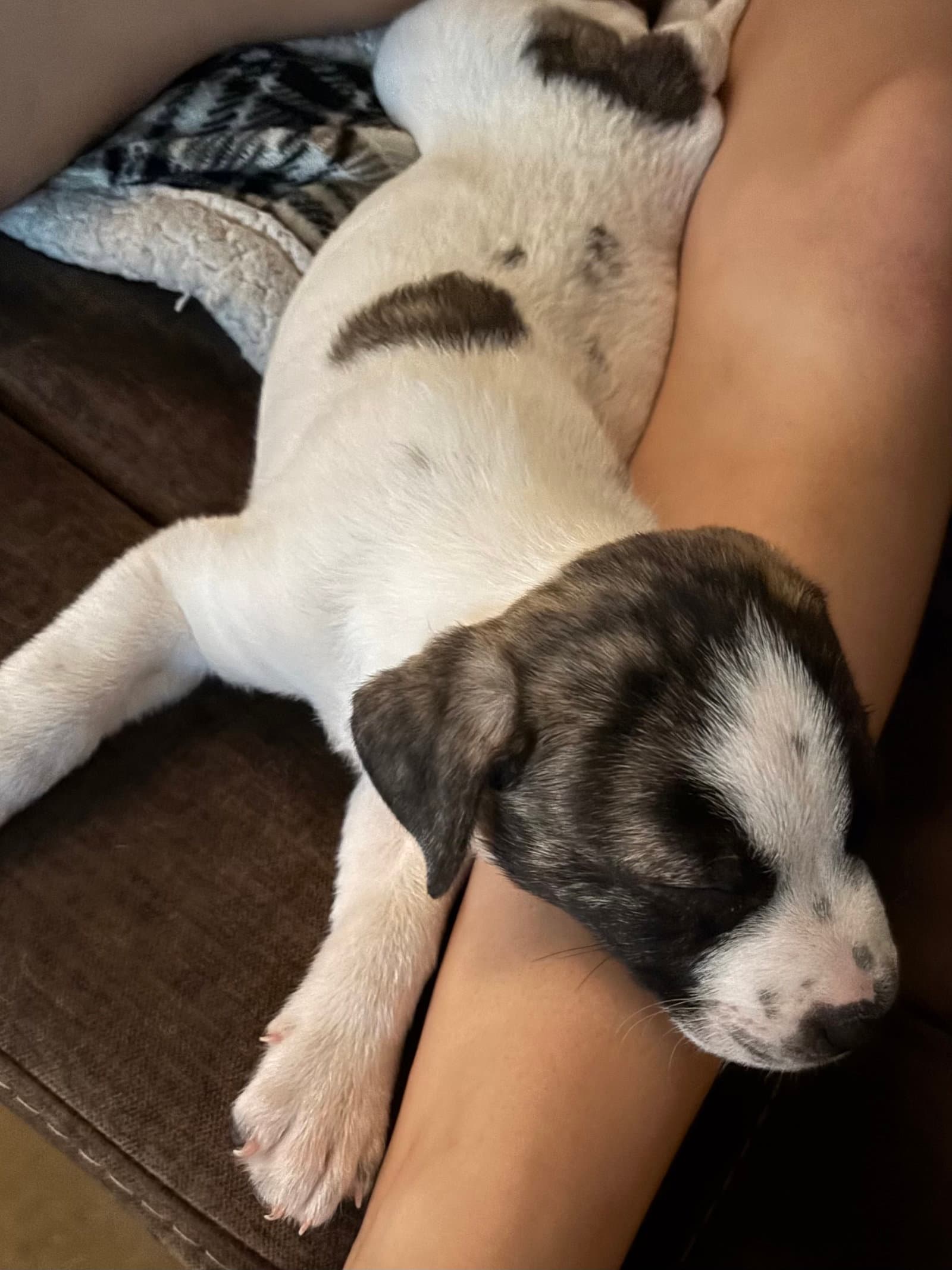 Bruiser - Anatolian Shepherd