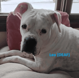 Leo - Bonded With Lady Aka Ladybug image 3