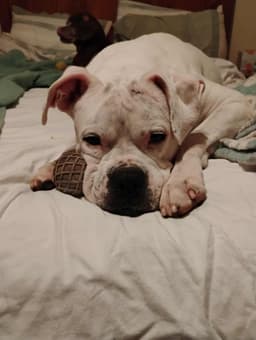 Leo - Bonded With Lady Aka Ladybug image 2