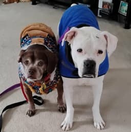 Leo - Bonded With Lady Aka Ladybug image 1