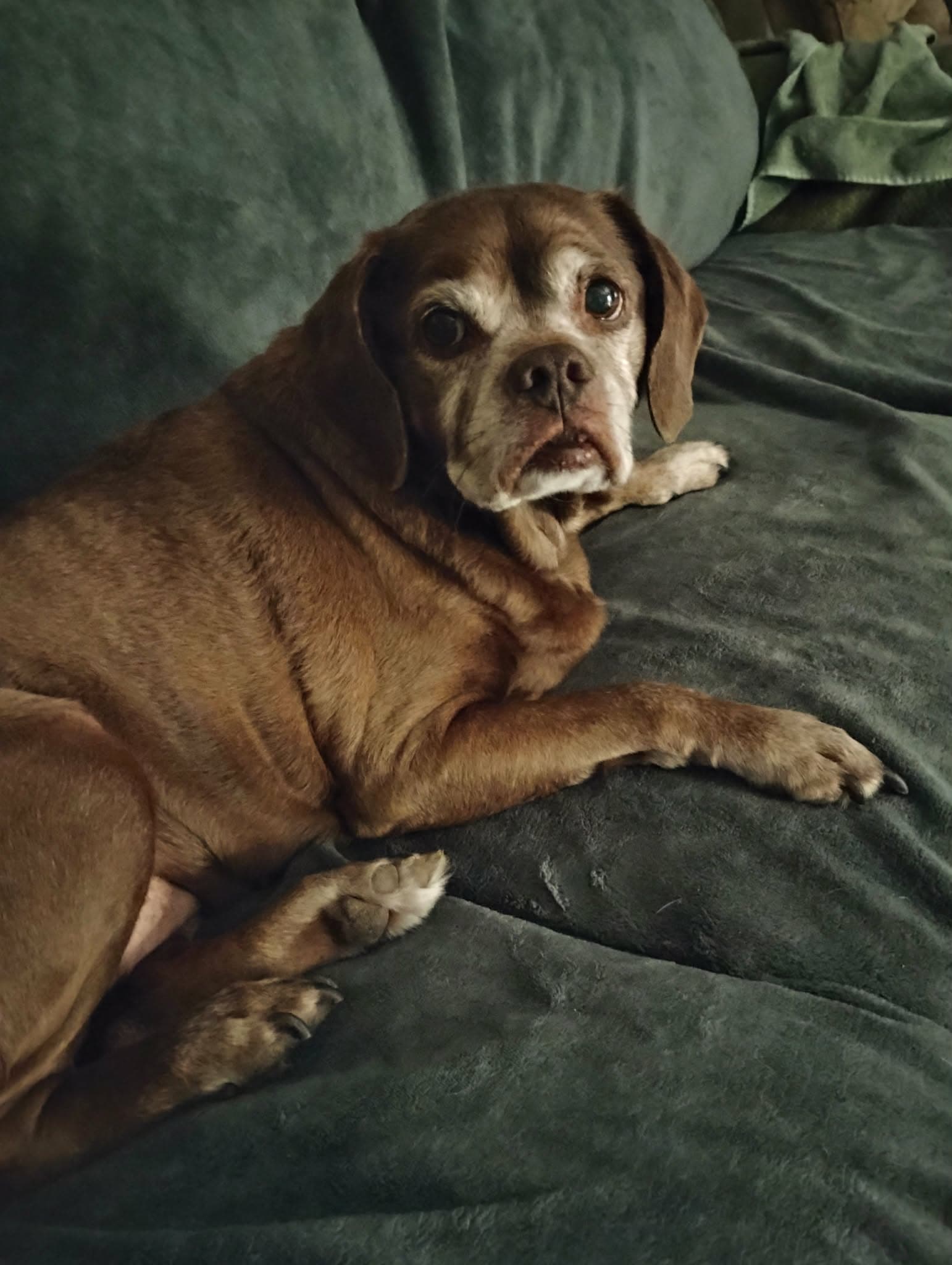 Lady Aka Ladybug - Bonded With Leo - Boxer