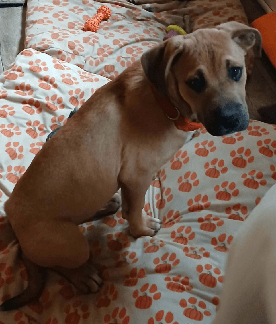 Alvin - Boxer