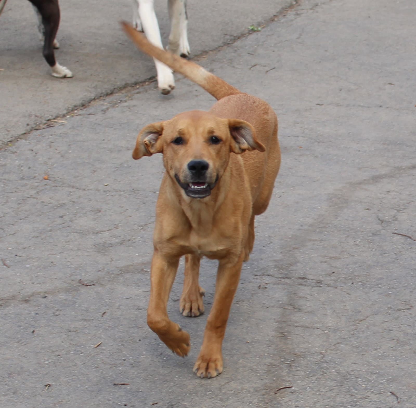 Theodore - Boxer