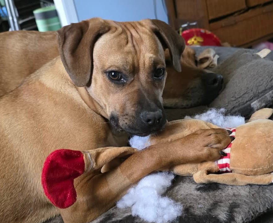 Nala - Boxer