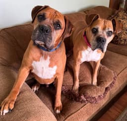 Sandy - Foster Or Adopt Me With Danny image 1